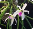 Leptotes bicolor auf Ton